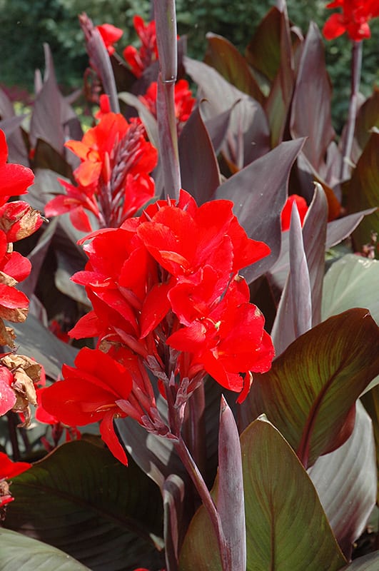 Canna cannova 'Bronze Scarlet'